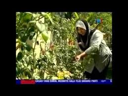 Ada tiga varian warna bunga telang, yakni biru, putih, dan ungu. Agro Jurnal Part 2 Cara Jaga Dan Tanam Pokok Bunga Ros Bunga Mawar By News