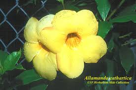 Image result for Allamanda cathartica