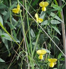 Image result for Vigna luteola