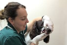 Veterinary Nursing News