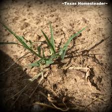 Overseeding existing bermudagrass lawns with additional bermudagrass can also be done at this time. Keeping Bermuda Grass Out Of Your Planting Beds For Good