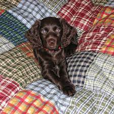 Sweet Boykin Spaniels Boykin Spaniel Puppies Spaniel Puppies For Sale Boykin Spaniel