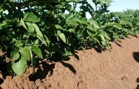 Potato growth stages reprinted from potato production systems, university of id. Role Of Nutrients By Potato Growth Stage Yara United States