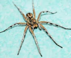 Image result for wolf spider bite skin