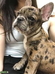 Black And Brown Brindle French Bulldog French Merle Bulldog Google Search Merle French Bulldog French Bulldog Breed Bulldog Breeds