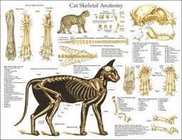 Cat Feline Veterinary Skeletal Anatomy Laminated Poster Wall