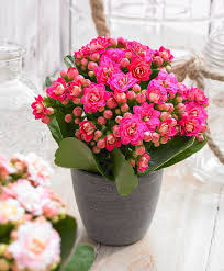 Double Flowered Kalanchoe Grandiva Pink Kalanchoe Flowers Plant Flower Bulbs Bulb Flowers