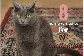 Pin On Pets Other S