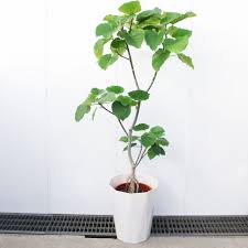 amazon フィカス ウンベラータ ゴムの木 １０号 観葉植物 インテリア 大型 オシャレ 大きい 尺鉢 グリーン 観葉植物 オンライン通販 観葉植物 フィカス フィカス ウンベラータ