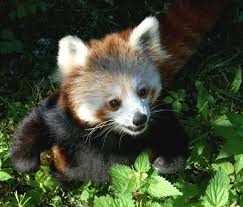 Image result for cute baby animals