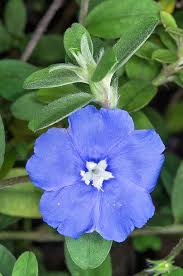 We did not find results for: Evolvulus Glomeratus Monaco Nature Encyclopedia