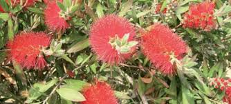 Albero sempreverde con foglie ovali verde scuro, raggiunge i sei metri d'altezza e i due metri di diametro. Callistemon Pianta Australiana Per I Giardini Al Mare Passione In Verde