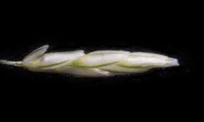 Image result for Eragrostis aspera