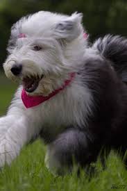 We have an extensive collection of amazing background images carefully chosen by our community. 20 Moving Dog Phone Wallpaper Ryan Wallpaper
