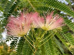 Image result for Albizia petersiana