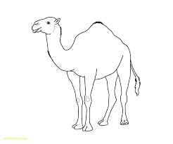 How to draw camel | coloring and simple drawing for kids. Pin On Montessori