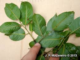 Image result for Cariniana