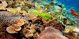 Ovipar merupakan cara perkembangbiakan hewan dengan bertelur. Hewan Berpori Porifera Ciri Ciri Struktur Tubuh Cara Berkembangbiak Fungsi Dan Jenisnya