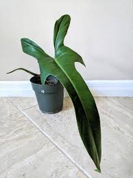 Philodendron Jerry Horne In 2020 Philodendron Plant Plants Philodendron