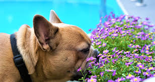 Dogs can get into a variety of places and are prone to have proteins, dander and pollen cling to their fur. Let S Take A Look At Pollen Allergy In Pets Petlifesa