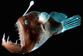 Course 7 Fried Angler Fish Jaw With Xo Coriander And Scallion I Couldn T Find A Picture Of The Dish So Deep Sea Animals Cool Sea Creatures Deep Sea Life