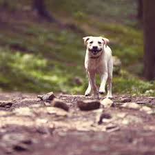Maybe you would like to learn more about one of these? Frontline Vs Advantix For Dogs Petcarerx