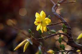 Maybe you would like to learn more about one of these? Saigon S Largest Yellow Mai Flower Village A Picture Of Tet Diligence Vnexpress International