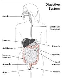These components can be organized based on region, such as head, neck, thorax, abdomen, and limbs, or based on similar functions, such as respiration or circulation. Inflammatory Bowel Disease Womenshealth Gov