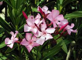 Pretty in pink applies to shrubs, too. Nerium Wikipedia