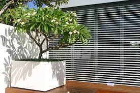 Plant enthusiasts admire its fragrance and medicinal benefits. From Growing To Caring Of Plumeria Plants Plant Talk Nurserylive Wikipedia