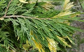 Image result for Calocedrus decurrens