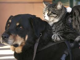 19 Unlikely Animals Who Became Best Friends Dog Friends Cat Care Animals Friends