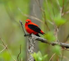 Birds Native To Indiana Scarlet Tanager At Indiana Dunes National Lakeshore Nps Photo Scarlet Tanager Indiana Dunes Bird Watching