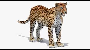 Sri Lankan Leopard 3d Model Sri Lankan Leopard Is A High Quality 3d Model To Add More Details And Realism To Your Rendering Projects Https Www Turbosquid Co