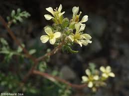 Image result for Erucastrum