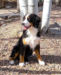 Check spelling or type a new query. Bailey Bernese Mountain Dog Bernese Mountain Dog Puppy Mountain Dogs Bernese Mountain Puppy