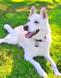 The siberian husky german shepherd mix has become one of the more popular mixed breeds over the last few years. Siberian Husky White German Shepherd Mix Novocom Top