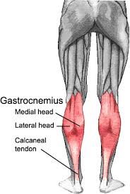 Muscles Of The Lower Leg And Foot Human Anatomy And