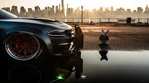 Explore hellcats wallpaper on wallpapersafari | find more items about dodge charger hellcat wallpaper, dodge challenger hellcat wallpaper the great collection of hellcats wallpaper for desktop, laptop and mobiles. 355537 Dodge Charger Srt Hellcat With Dog 4k Wallpaper Mocah Hd Wallpapers