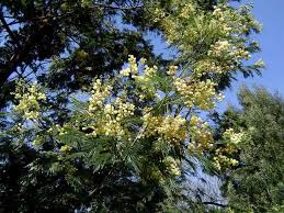 Image result for Acacia mearnsii