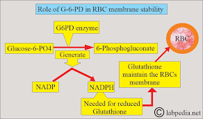 Image result for G6PD Deficiency Detection