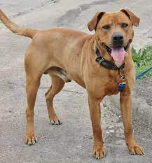 This Dog Is Found At The City Of Lancaster Animal Shelter 972 218 1200 972 218 1210 Or Pm Furbabies Of Lancaster Texas Animal Shelter Animals Animal Rescue
