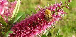 We did not find results for: Blowing In The Wind How Hidden Flower Features Are Crucial For Bees University Of Cambridge