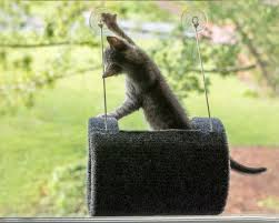 This window hammock is specially designed for the comfort of your cat or kitty. Diy Hanging Cat Bed Hgtv