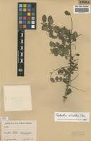 Image result for Phyllanthus polyspermus