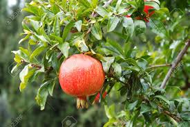 Cercospora is a fungus that can cause brown spots to appear on the leaves of your. Red Pomegranate Fruit On The Tree In Leaves Stock Photo Picture And Royalty Free Image Image 8206111