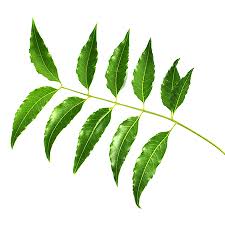 Image result for Azadirachta indica