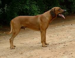 Our rhodesian ridgeback puppies for sale come from either usda licensed commercial breeders or hobby breeders with no more than 5 breeding mothers. Welcome