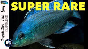 Rare Lake Malawi African Cichlid Species Protomelas Marginatus Turquoise Hap