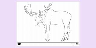 We did not find results for: Free Moose Colouring Sheet Colouring Sheets Twinkl